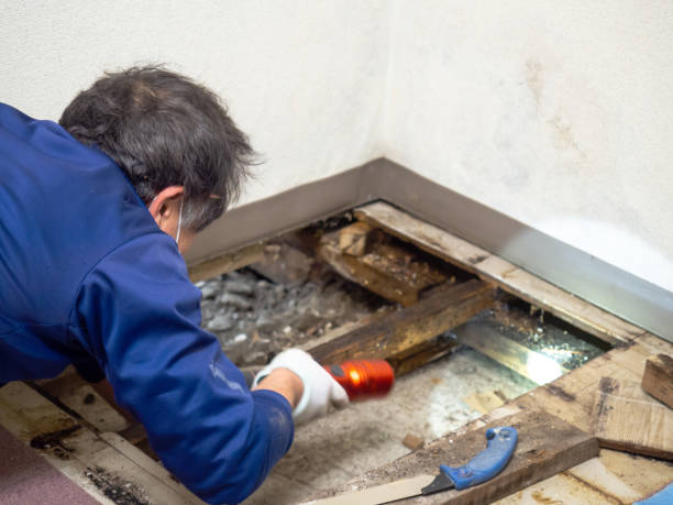 Best Industrial Mold Remediation in Carlyle, IL