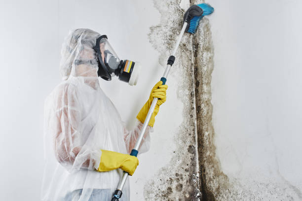 Best Residential Mold Remediation in Carlyle, IL