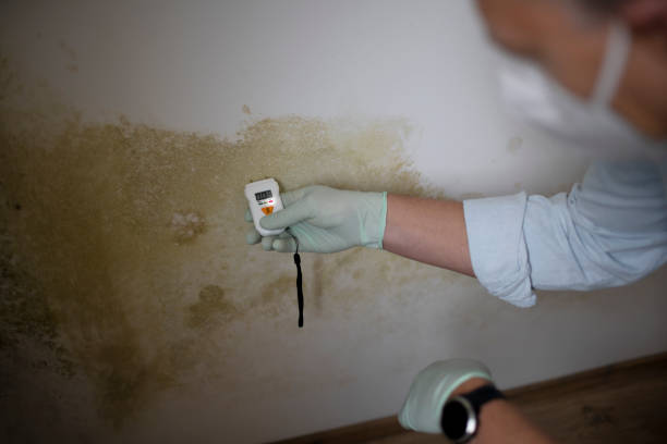 Best Localized Mold Remediation (e.g., coastal areas, humid climates) in Carlyle, IL