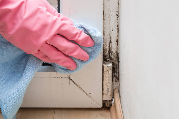 Professional Mold Remediation in Carlyle, IL